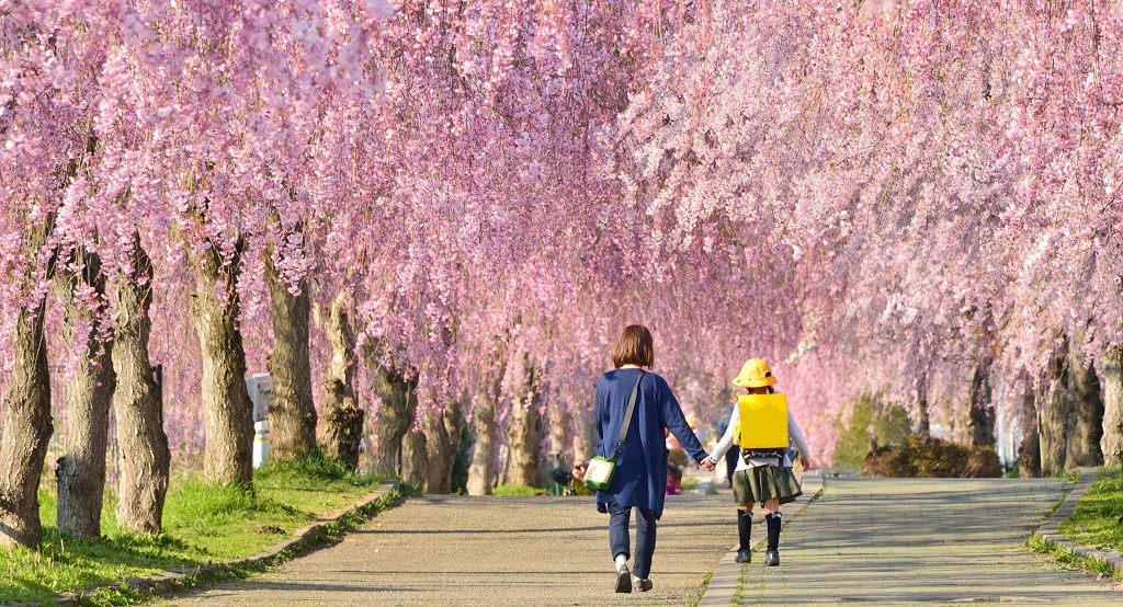 枝垂桜の並木道を歩く親子